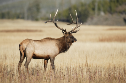 elk